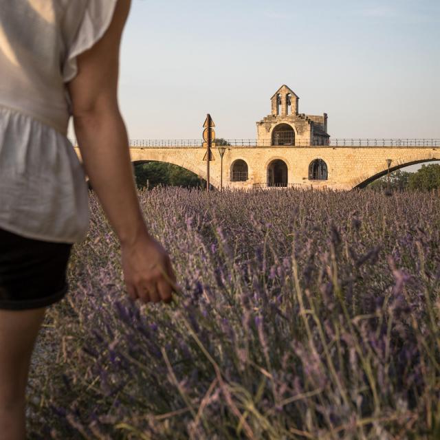 Ragazza in un campo di lavanda davanti al Pont d'Avignon - Foto: Frédéric Dahm / Empreintes d'Ailleurs