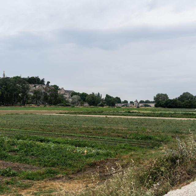 Il Pont d'Avignon (o Pont Saint-Bénezet) visto da un campo sull'Ile de la Barthelasse - Credito fotografico: Kos-Crea