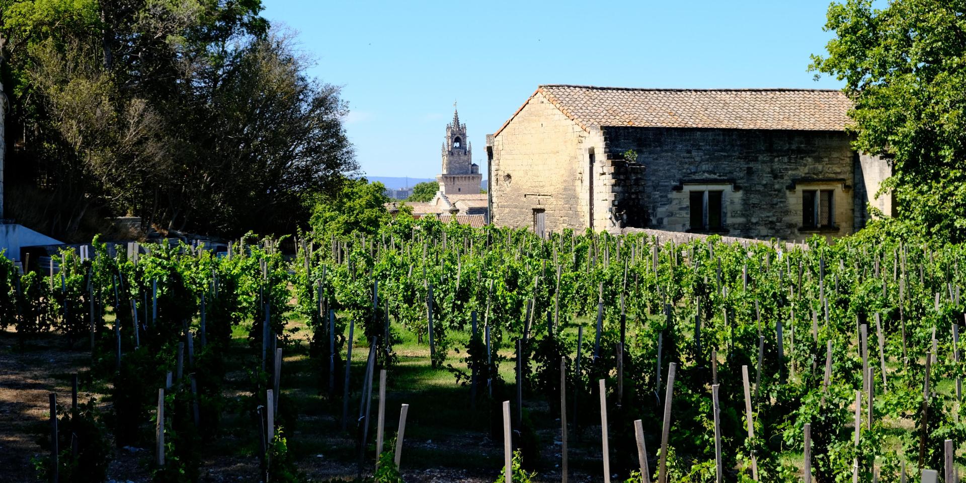 Le clos de la vigne du Pape - Photo credit: Olivier Tresson - Avignon Tourisme