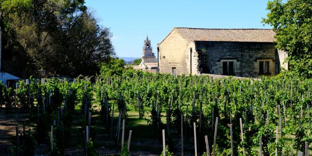 Der Clos de la vigne du Pape - Bildnachweis: Olivier Tresson - Avignon Tourisme