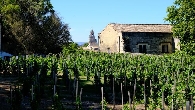 Le clos de la vigne du Pape - Crédit photo : Olivier Tresson - Avignon Tourisme