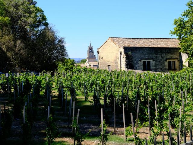 Le clos de la vigne du Pape - Photo credit: Olivier Tresson - Avignon Tourisme