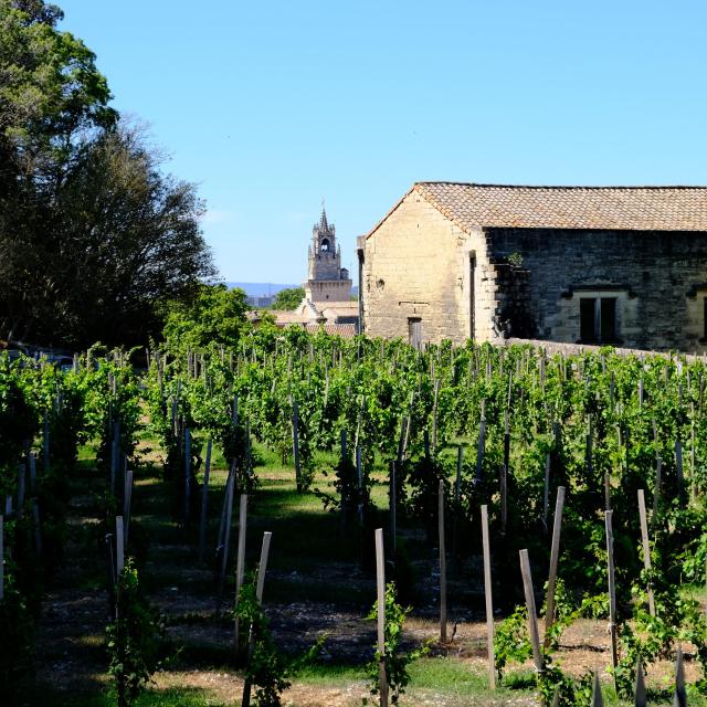 Der Clos de la vigne du Pape - Bildnachweis: Olivier Tresson - Avignon Tourisme