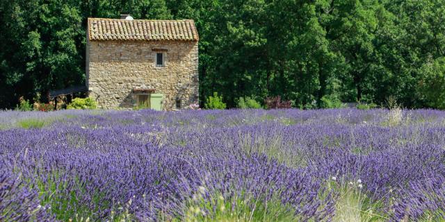 Champ de lavande dans le Luberon. Crédit : Alain Hocquel / VPA