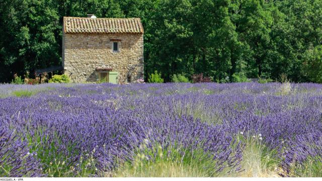 Lavender field in the Luberon. Credit: Alain Hocquel / VPA