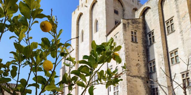 Citronnier dans les jardins du Palais des Papes. Crédit : Didier Coullet