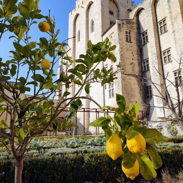 Citronnier dans les jardins du Palais des Papes. Crédit : Didier Coullet