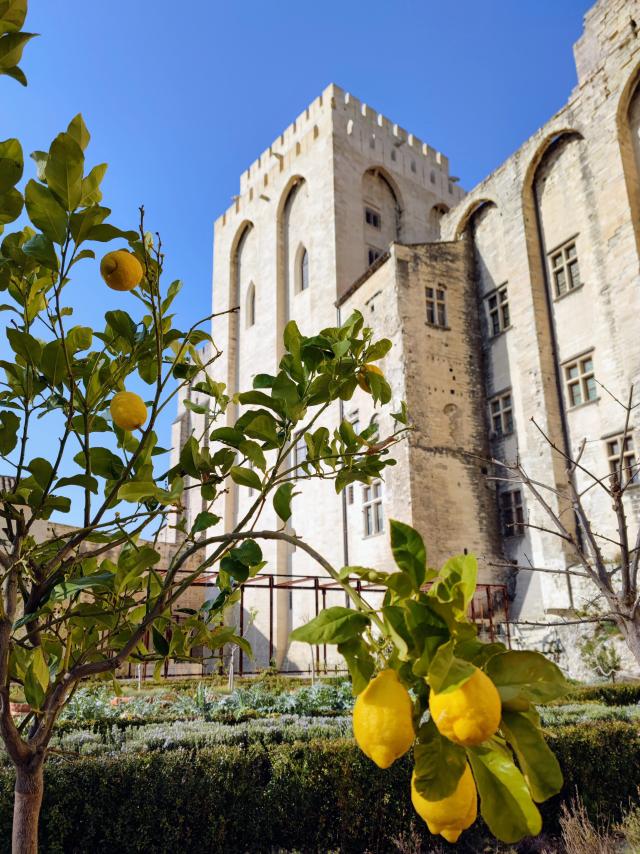 Citronnier dans les jardins du Palais des Papes. Crédit : Didier Coullet