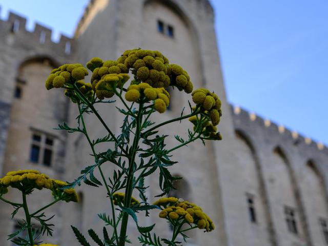 Jardins du Palais des Papes