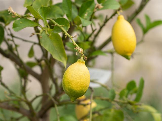 Citrons dans les jardins du Palais des Papes