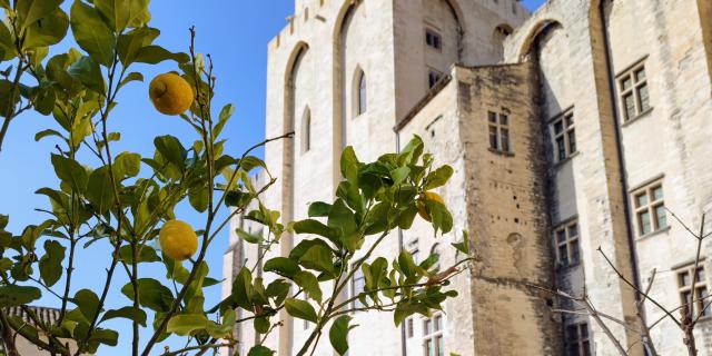 Citrons dans les jardins du Palais des Papes