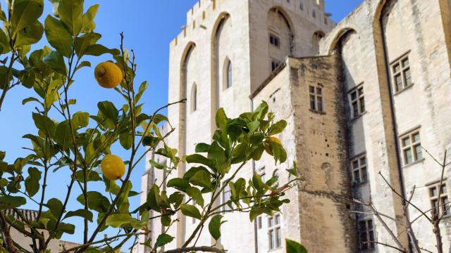 Citrons dans les jardins du Palais des Papes