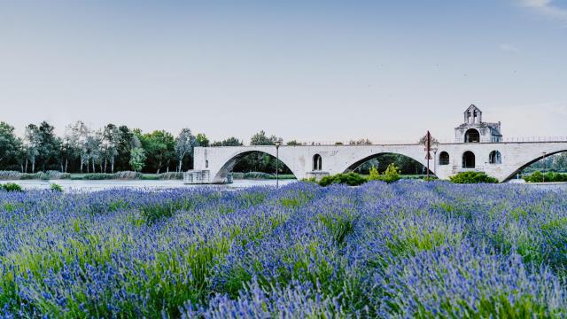 Le champ de lavande devant le Pont d'Avignon (ou Pont Saint-Bénezet) - Crédit photo : Xuan Nguyen / Unsplash