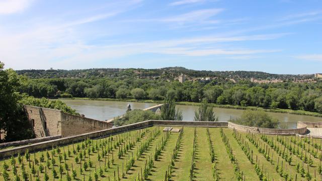 Clos de la vigne du Pape