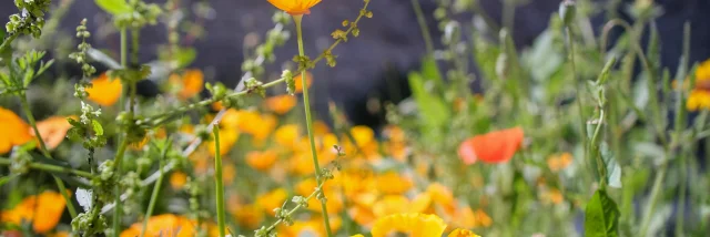 Die päpstlichen Gärten