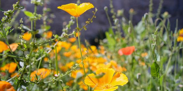 Les jardins pontificaux