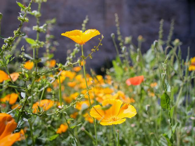 Les jardins pontificaux