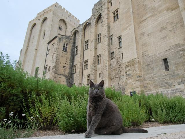 Chat se baladant dans les Jardins du Palais des Papes