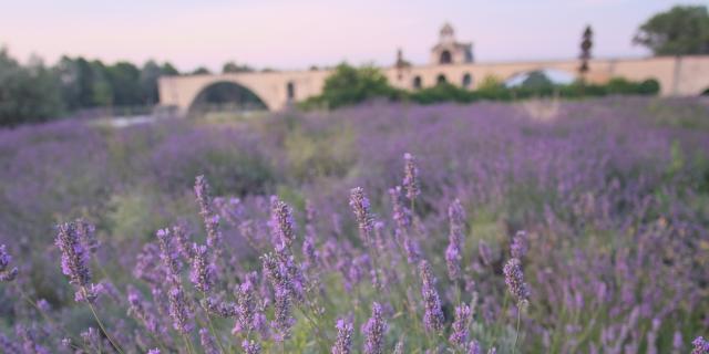 Il campo di lavanda davanti al Pont d'Avignon