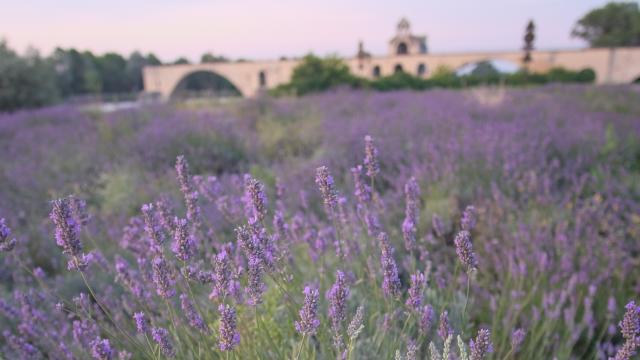 Le champ de lavandes devant le Pont d'Avignon