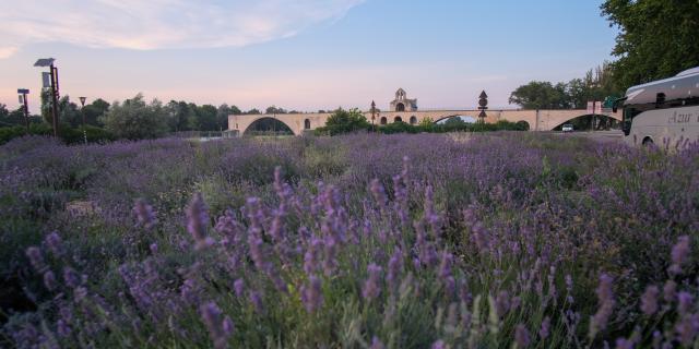 Le champ de lavandes devant le Pont d'Avignon