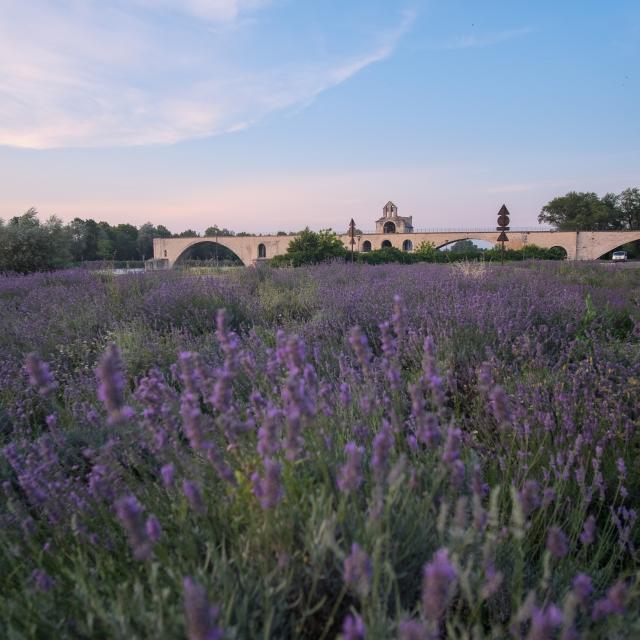 Le champ de lavandes devant le Pont d'Avignon