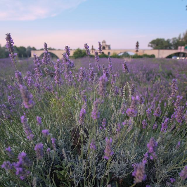 Il campo di lavanda davanti al Pont d'Avignon