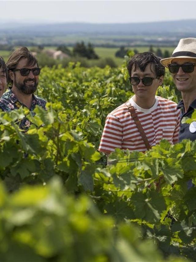 Les Circuits Dans Les Vignobles A La Française ! Provence