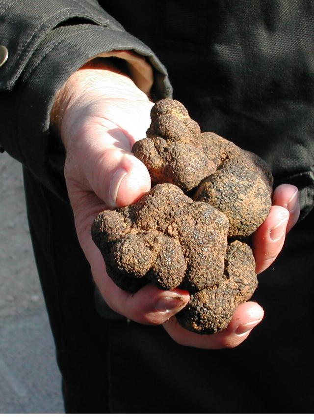 Marché aux truffes à Richerenches - Crédit photo : M Pellegrin / Vaucluse Provence Attractivité